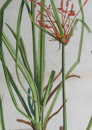 Wild Life Drawing Online: Botanical History