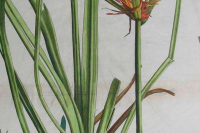 Wild Life Drawing Online: Botanical History