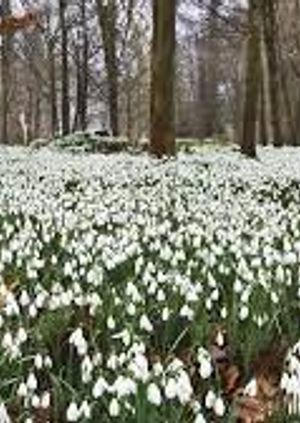 Tour of Snowdrops 