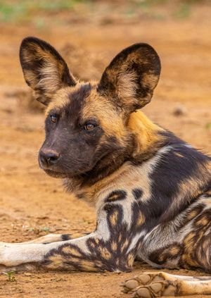 Wild Life Drawing Online: African Painted Dogs 