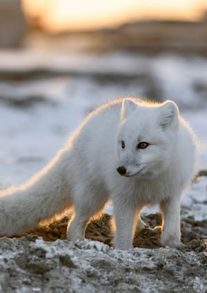 Wild Life Drawing Online: Arctic Foxes