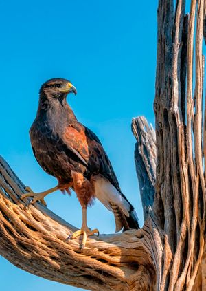 Wild Life Drawing: Desert Birds