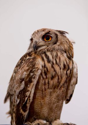Wild Life Drawing: Owls