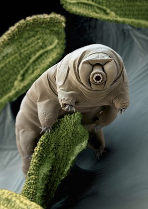 Wild Life Drawing Online: Tardigrades