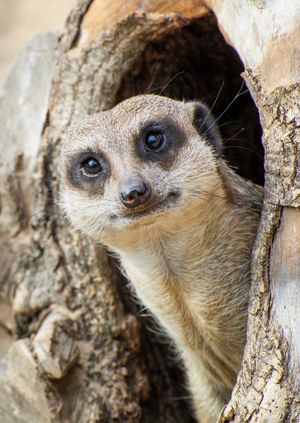 Wild Life Drawing: Meerkats