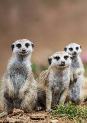 Wild Life Drawing: Meerkats