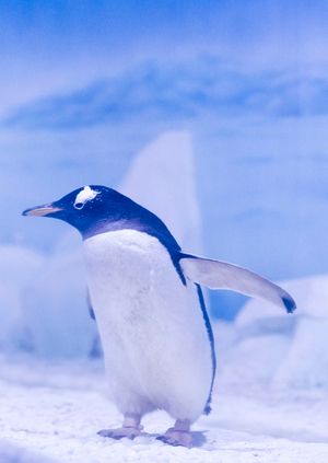 Wild Life Drawing Online: Penguins