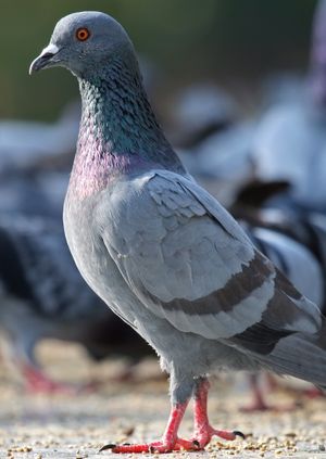 Wild Life Drawing Online: Pigeons with Charlie Bingham