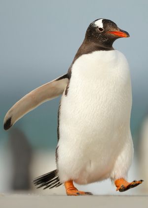 Wild Life Drawing: Penguins