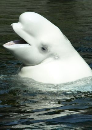 Wild Life Drawing Online: Beluga Whales (Live)