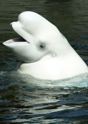 beluga whale drawing