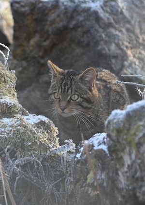 Wild Life Drawing Online: Scottish Wildcats