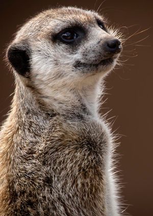 Wild Life Drawing: Meerkats