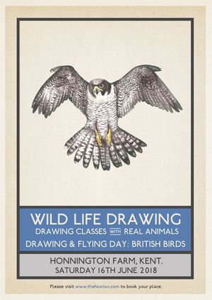 Drawing & Flying: British Birds