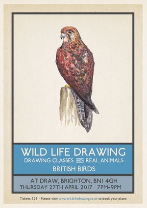 Wild Life Drawing: British Birds