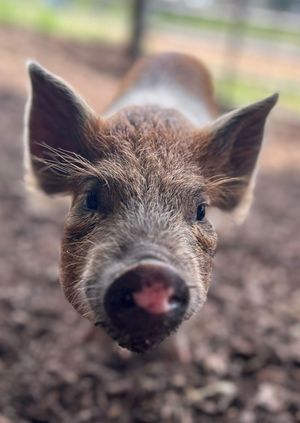 Wild Life Drawing: Miniature Pigs