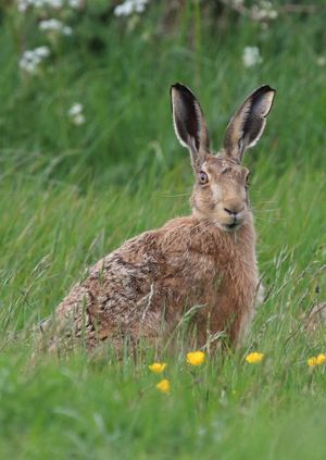 Wild Life Drawing Online: March Hares