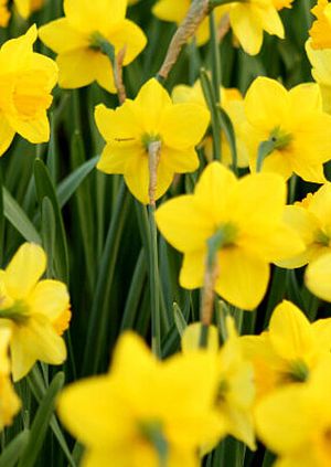 St David's Day Quiz and Supper