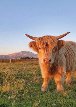 Wild Life Drawing Online: Highland Cows (Live)
