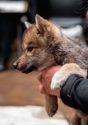 Wild Life Drawing: Wolves (and puppies)