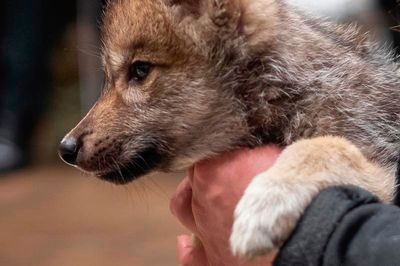 Wild Life Drawing: Wolves (and puppies)