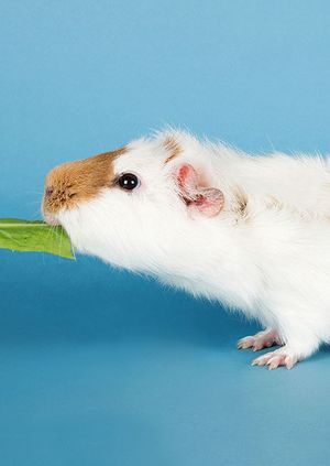 Wild Life Drawing: Guinea Pigs and Rabbits