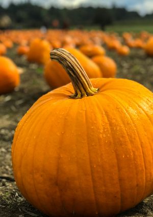 Pumpkin farm experience