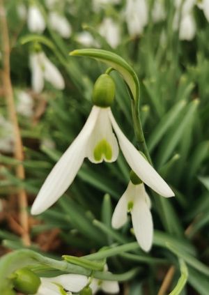 Colesbourne Park Snowdrops
