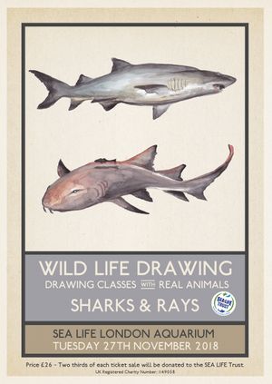 Wild Life Drawing: Sharks & Rays