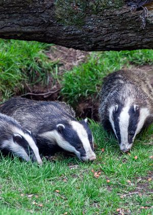 Wild Life Drawing Online: Badger Clans