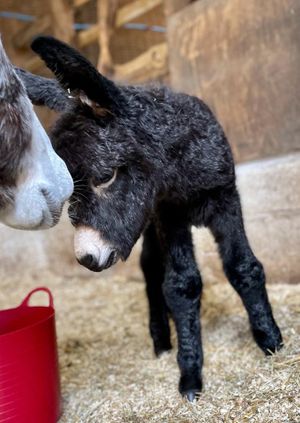 Wild Life Drawing Online: Donkey and Foal (Live)