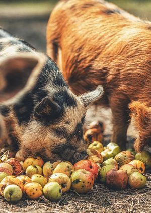 Wild Life Drawing: Piglets