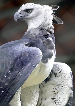 Today's bird, the Harpy Eagle. One of the largest raptors, whose