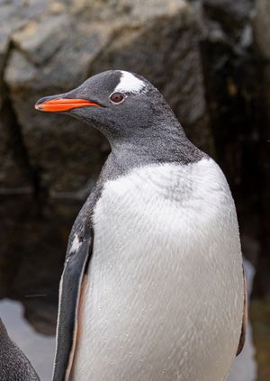 Wild Life Drawing: Penguins