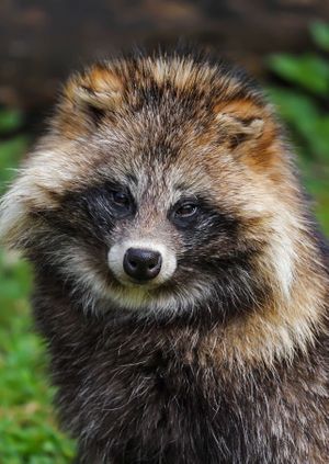 Wild Life Drawing Online: Tanukis (Live)