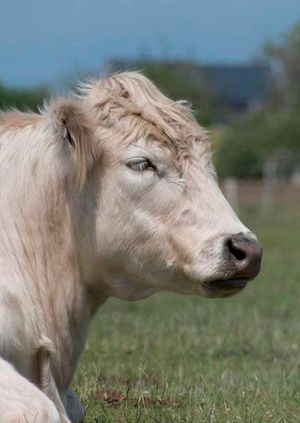 Wild Life Drawing Online: Farm Animals