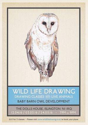 Wild Life Drawing: Baby Barn Owls