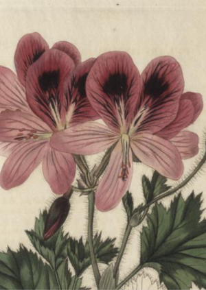 The Great Geranium Robbery 