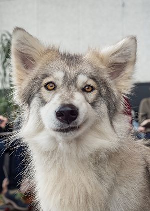 English best sale wolf dog