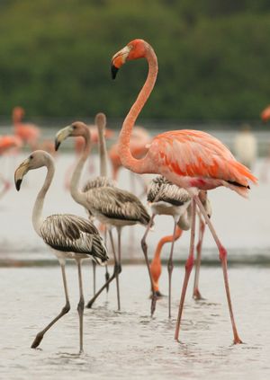 Wild Life Drawing Online: Flamingos