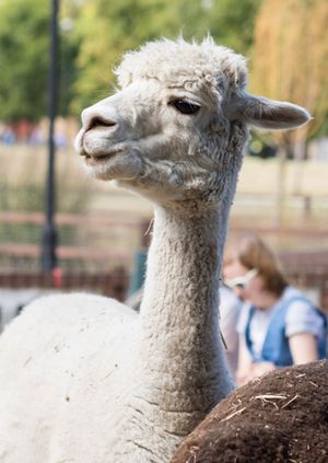 Wild Life Drawing Online: Alpacas