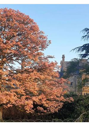 Autumn Colours at Minterne