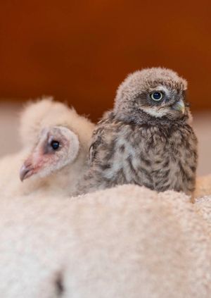 Wild Life Drawing: Baby Owls