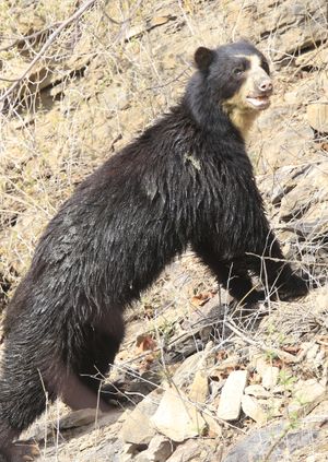 Wild Life Drawing Online: Spectacled Bears