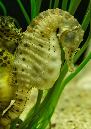 Wild Life Drawing: Seahorses