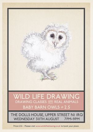 Wild Life Drawing: Baby Barn Owls #2.5
