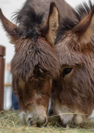 Wild Life Drawing: Miniature Donkeys