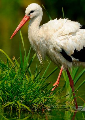 Wild Life Drawing Online: Stork Special