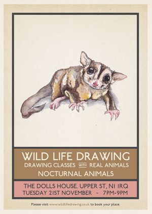Wild Life Drawing: Nocturnal Animals