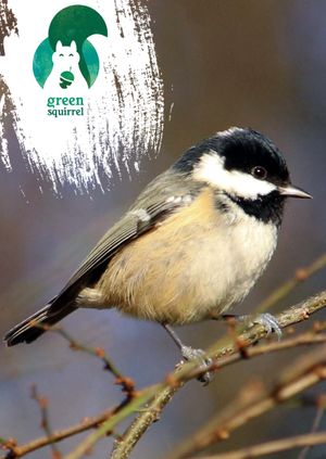 Winter wildlife walk